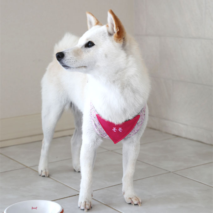犬用 ハーネス リード セット  小型犬 豆柴