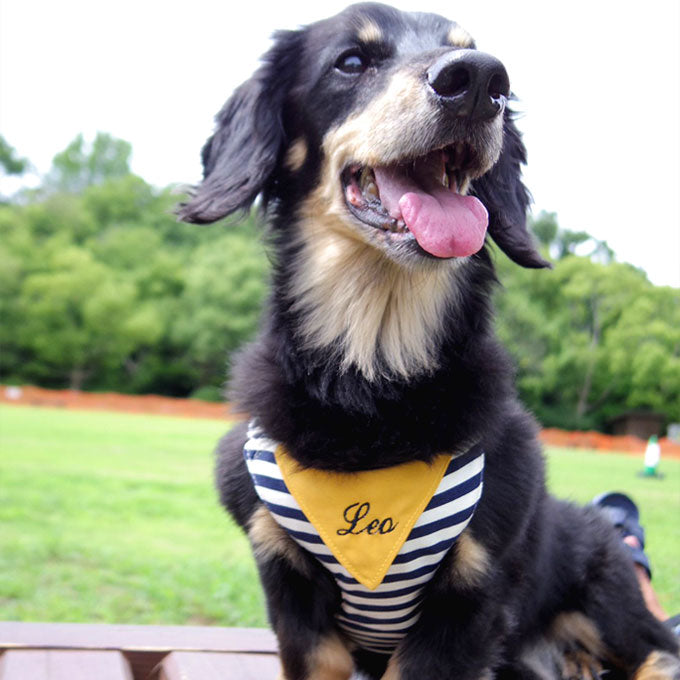 犬用 ハーネス リード セット  小型犬 ミニチュアダックス