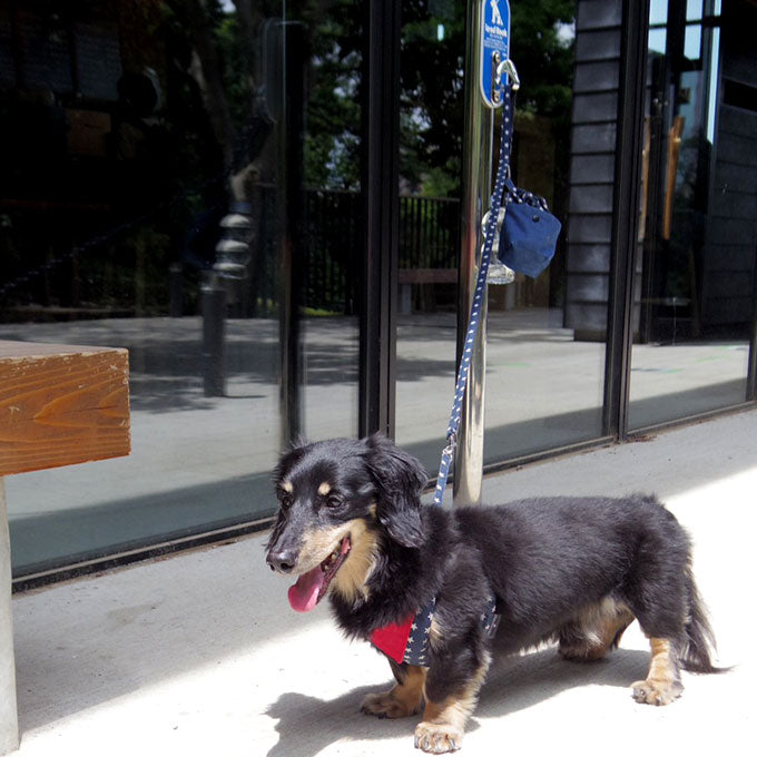 犬用 ハーネス リード セット  係留用のバックル付き