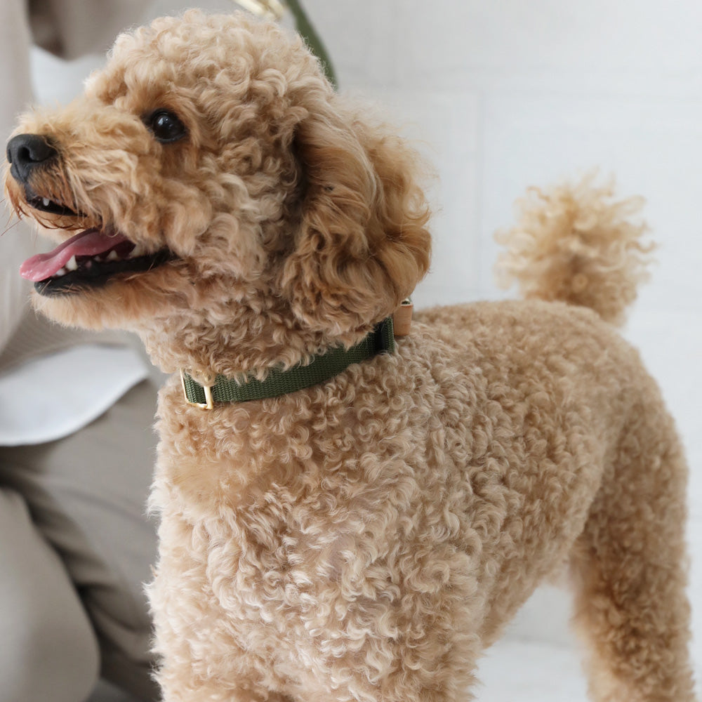 犬用 首輪 ドッグカラー 無料名入れ dkw
