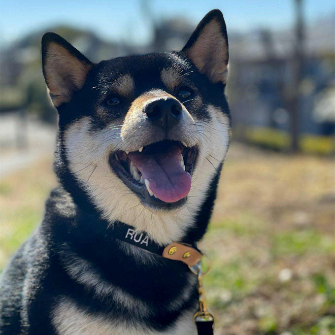 ペット 犬首輪 小型犬 豆柴