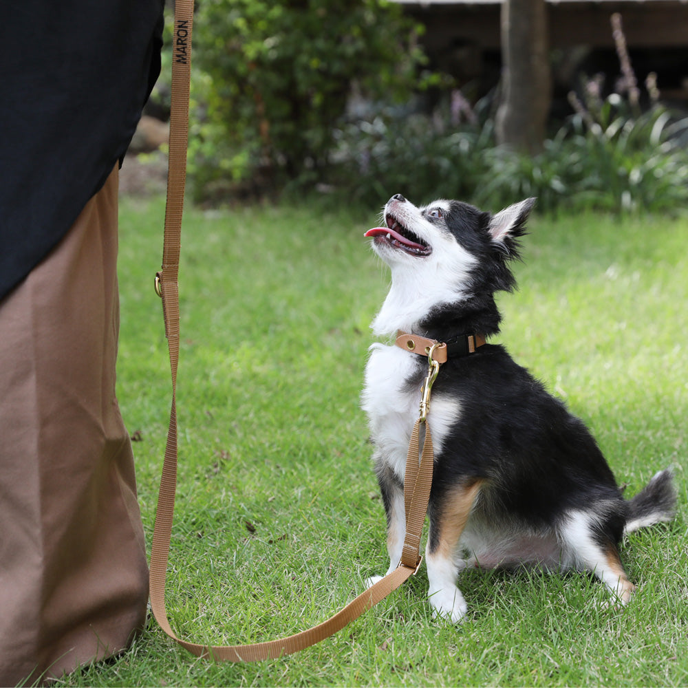 ペット 犬首輪 小型犬 チワワ