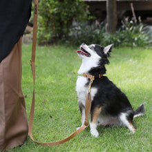 画像をギャラリービューアに読み込む, ペット 犬首輪 犬リード 小型犬 チワワ
