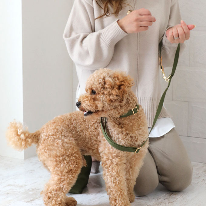 ペット 犬首輪 犬リード 小型犬 トイプードル