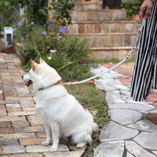 画像をギャラリービューアに読み込む, 犬用 ショルダーリード 首輪 セット 
